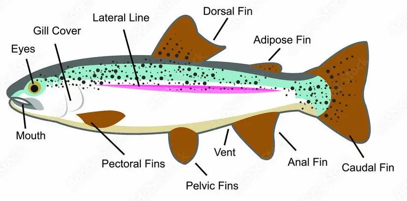 trout diagram